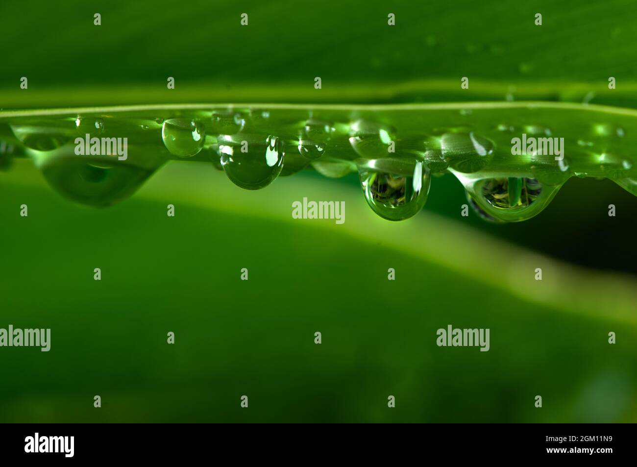 Water drops on green leaf. Stock Photo