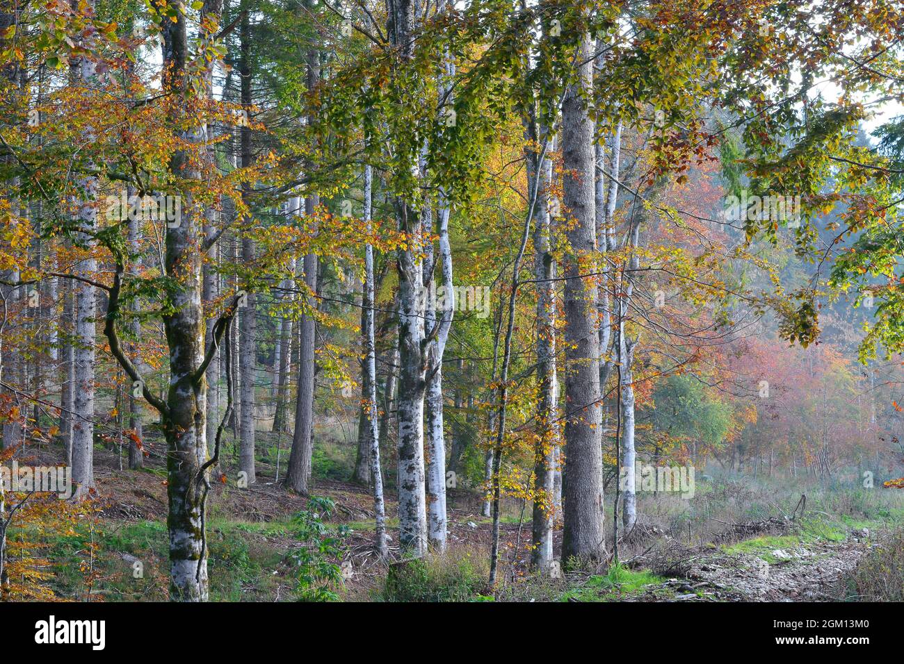 the autumn forests like paintings Stock Photo