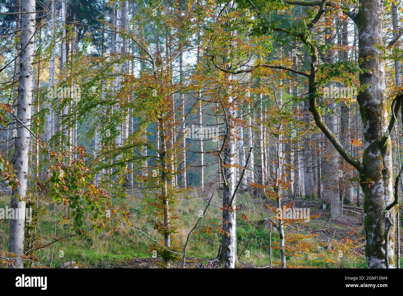 the colors of autumn Stock Photo - Alamy