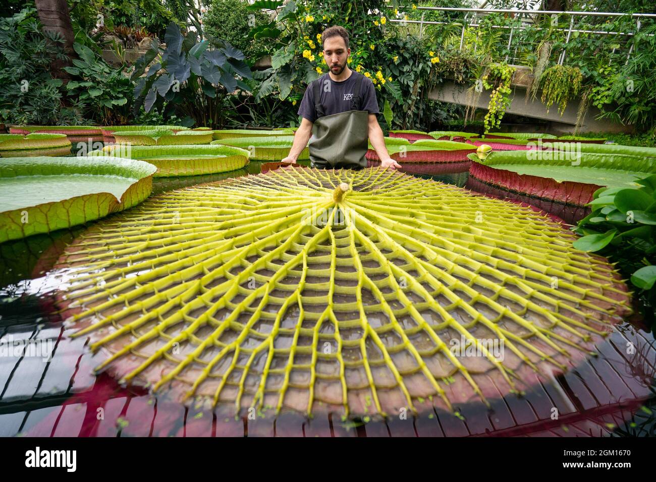 Kew giant water lily hires stock photography and images Alamy
