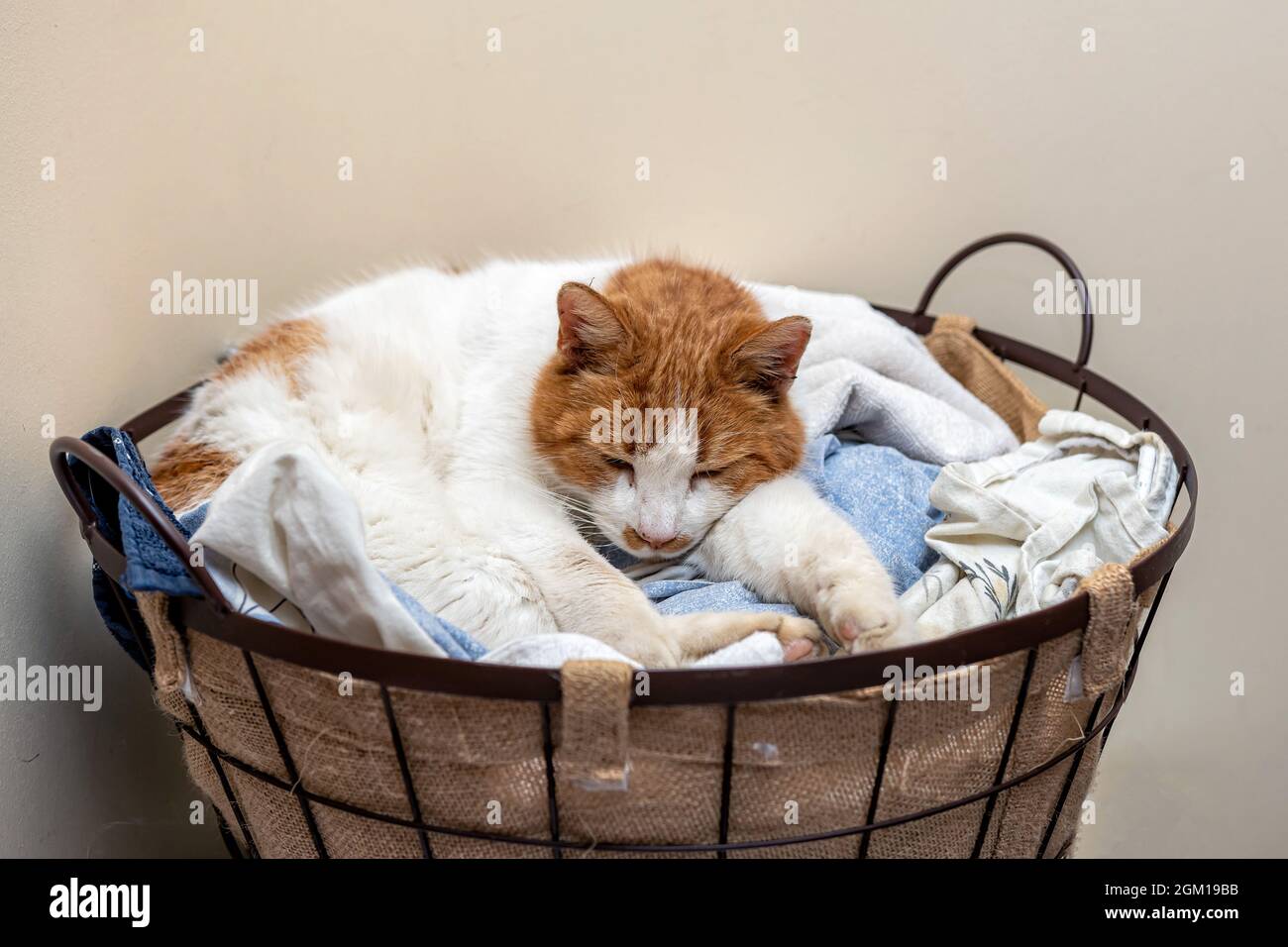 funny sleeping cat kitten in laundry basket Stock Photo - Alamy