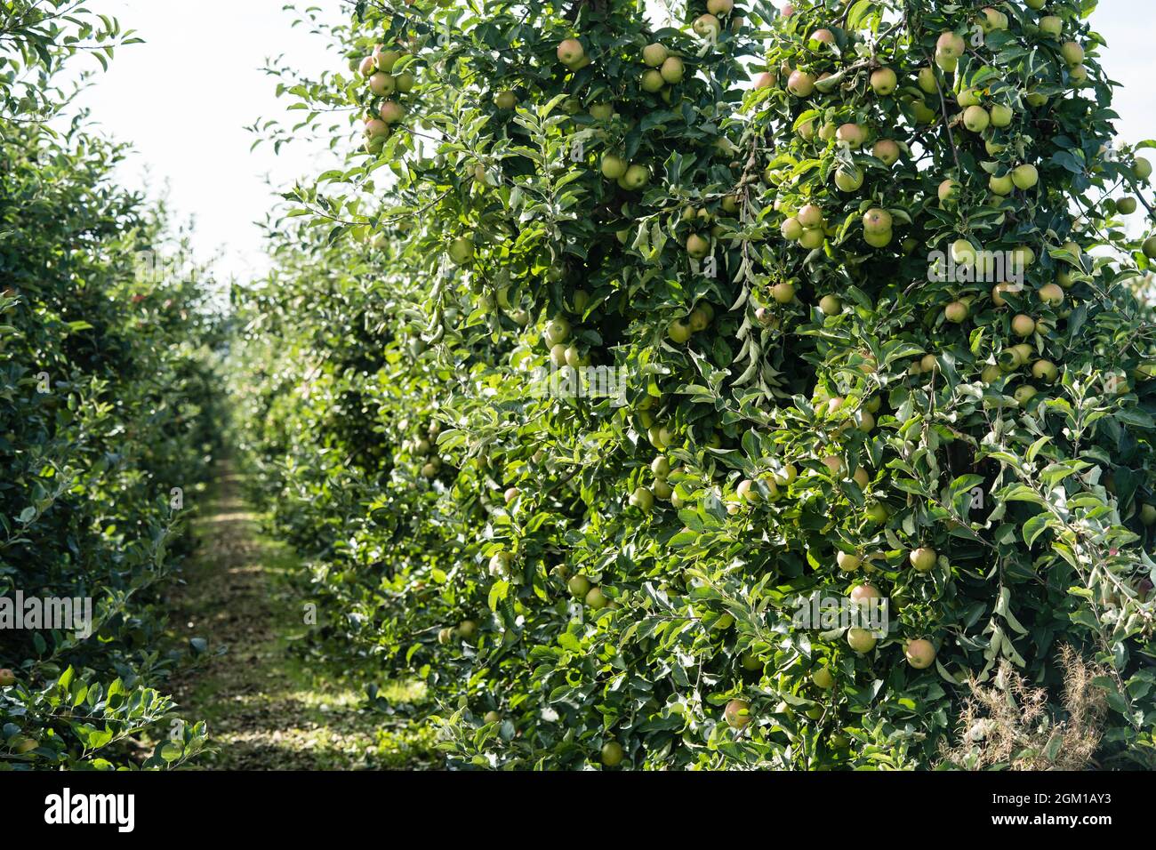 Apple trees next to Hamburg Stock Photo