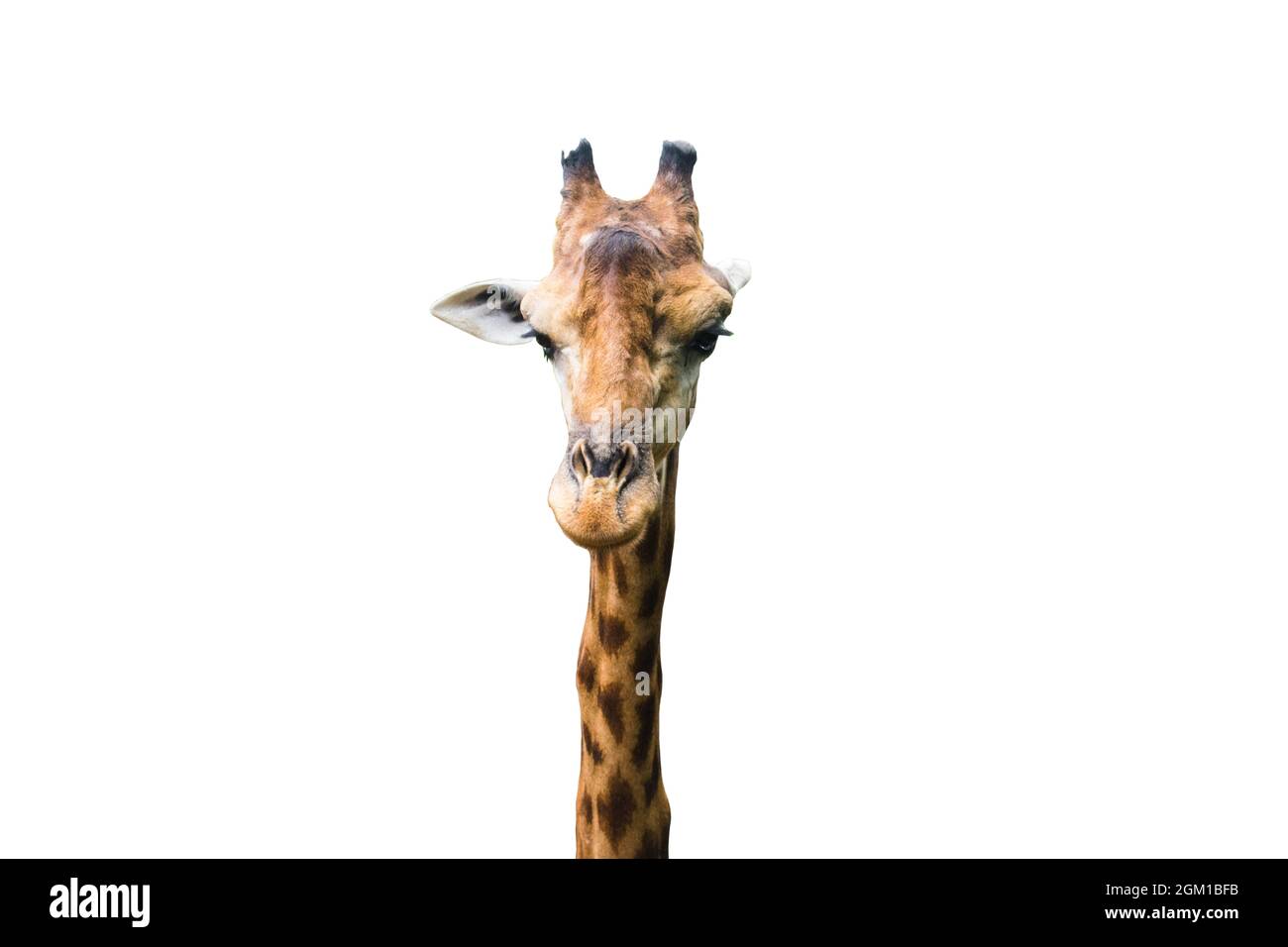giraffe head cut out on the white background Stock Photo - Alamy