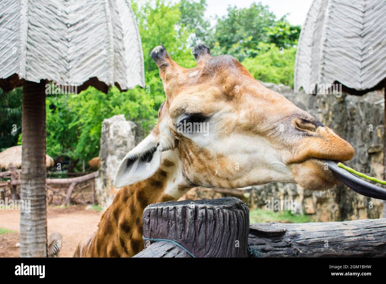Giraffe put his tongue out to take a yard-long bean to eat at Dusit Zoo, Bangkok Thailand Stock Photo - Alamy Giraffe put his tongue out to take a yard-long bean to eat at Dusit Zoo, Bangkok Thailand Stock Photo - Alamy