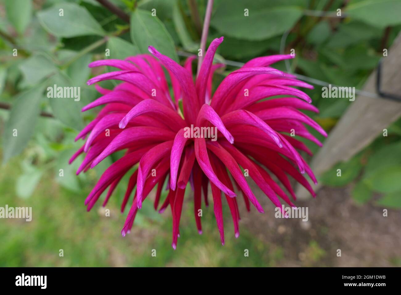 Vivid pink shaggy dahlia with pointed petals and green foliage Stock Photo