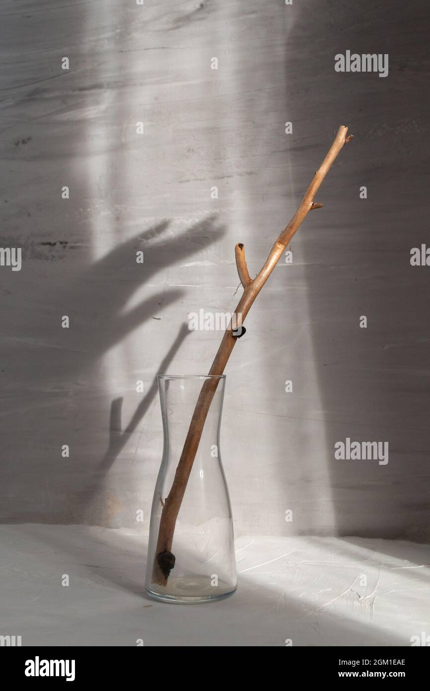 wooden stick in a glass vase with natural sunlight and deep shadows