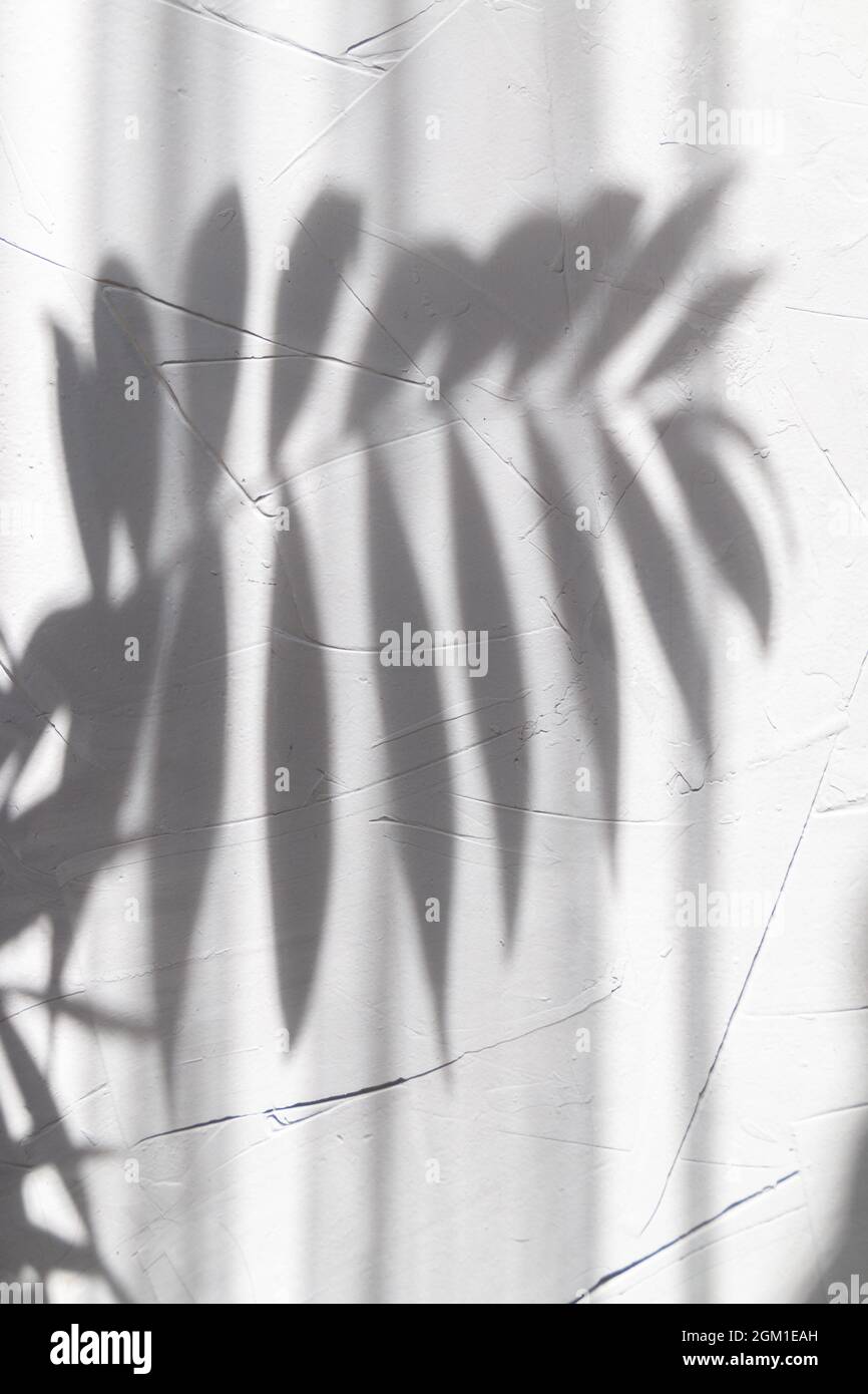 abstracted palm leaf shadow on grey concrete background Stock Photo