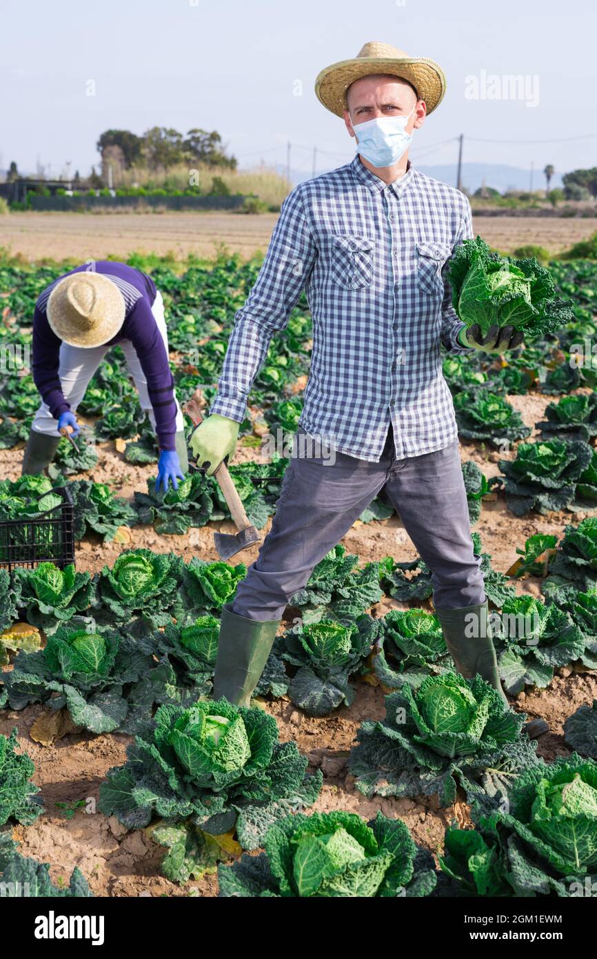 Young man farmer in face mask picking fresh organic cabbage Stock Photo