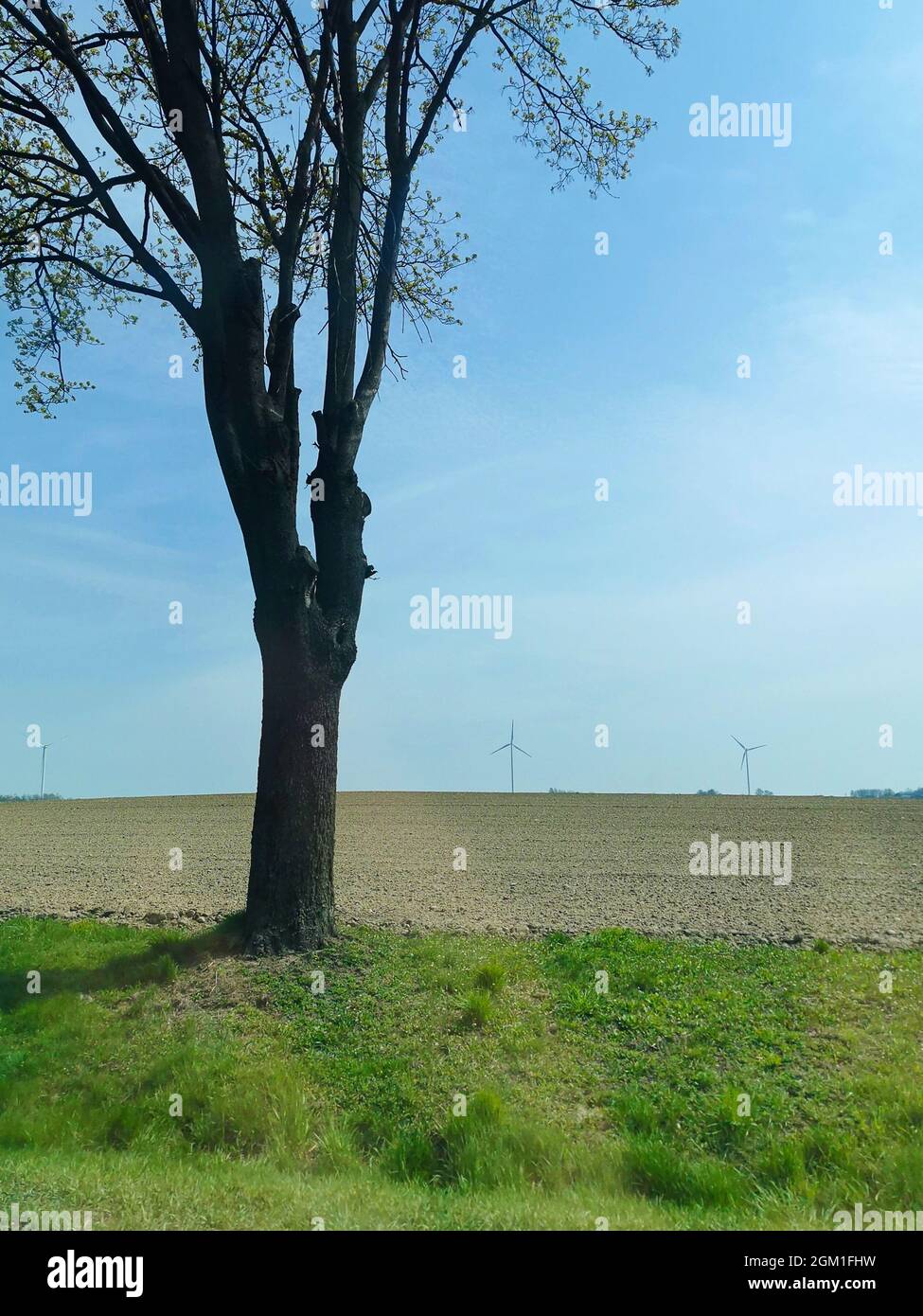 A single tree in a field, blue sky, green grass and windmills in the background in the sunny warm day Stock Photo