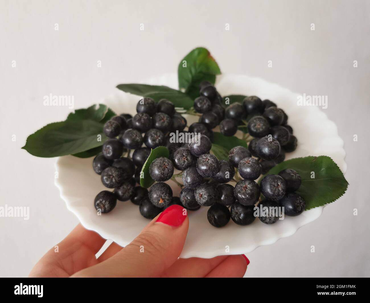 Black chokeberry (Aronia) berries with leaves on a white plate Stock Photo