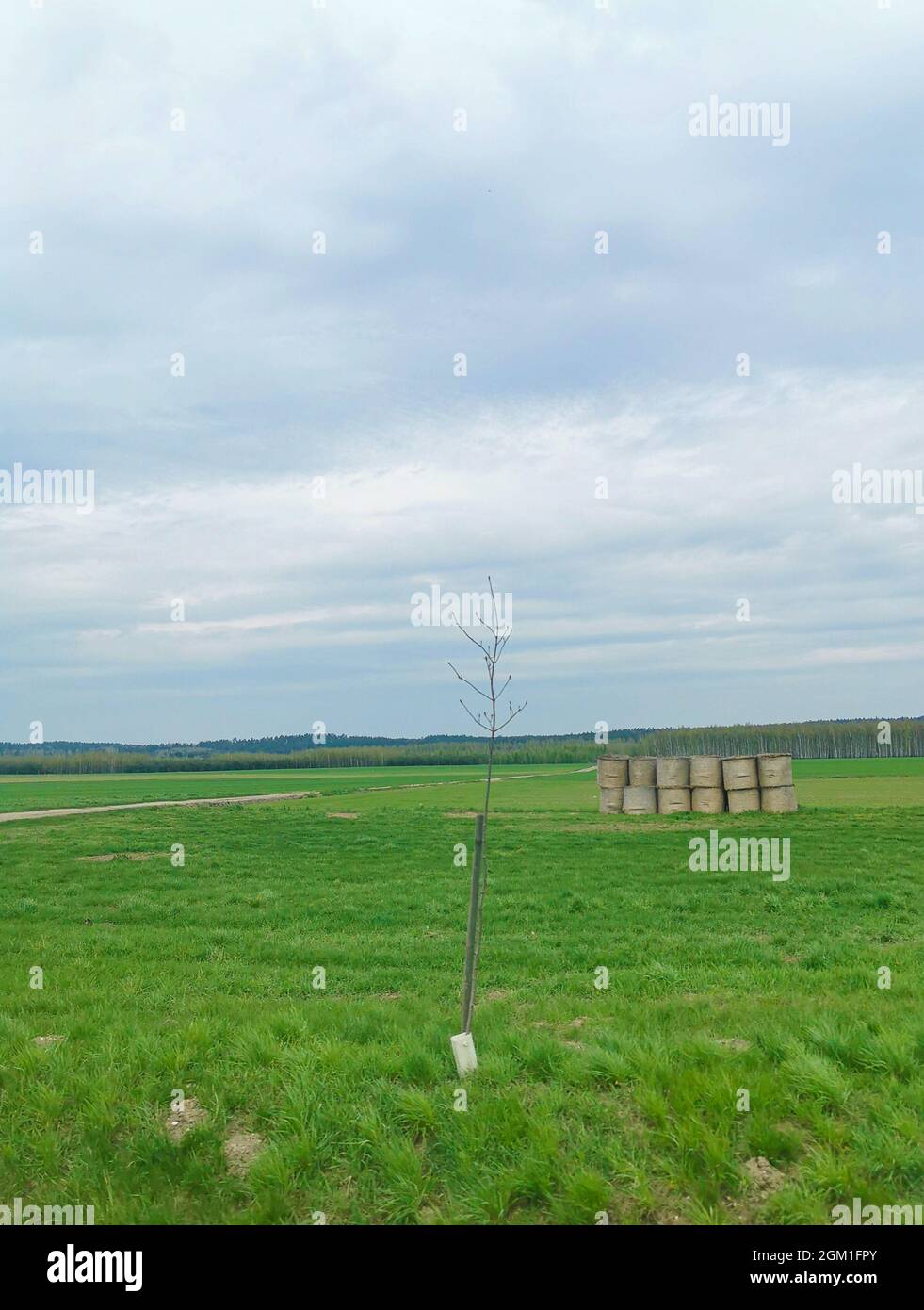 Close up of a single tree in a field, blue sky, green grass, stacked hay on a sunny warm day Stock Photo