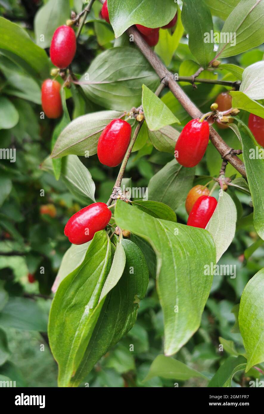 Cornus mas - red ripe berries on the tree Stock Photo