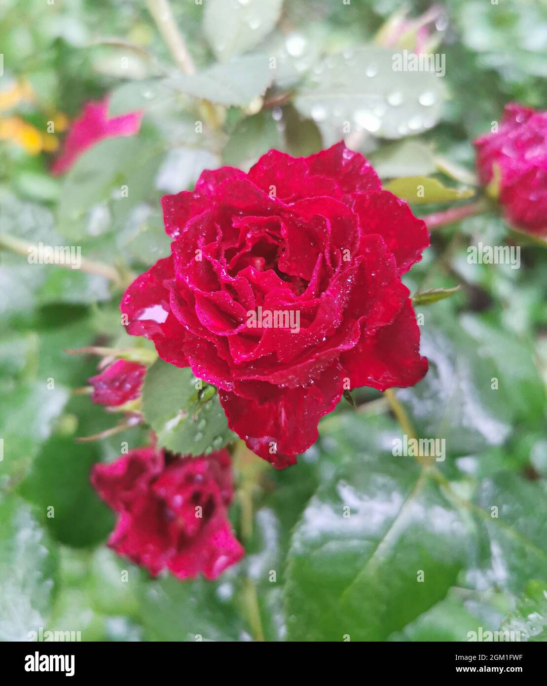 Macro image of red rose with water droplets on the green leaves ...