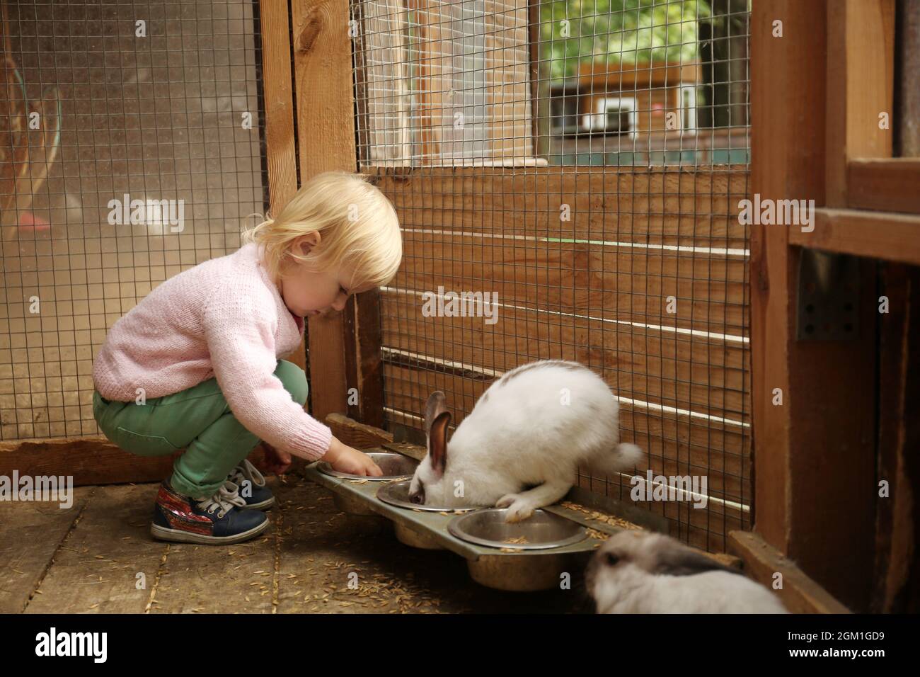 Cute little girl feeding funny rabbits in petting zoo Stock Photo Alamy