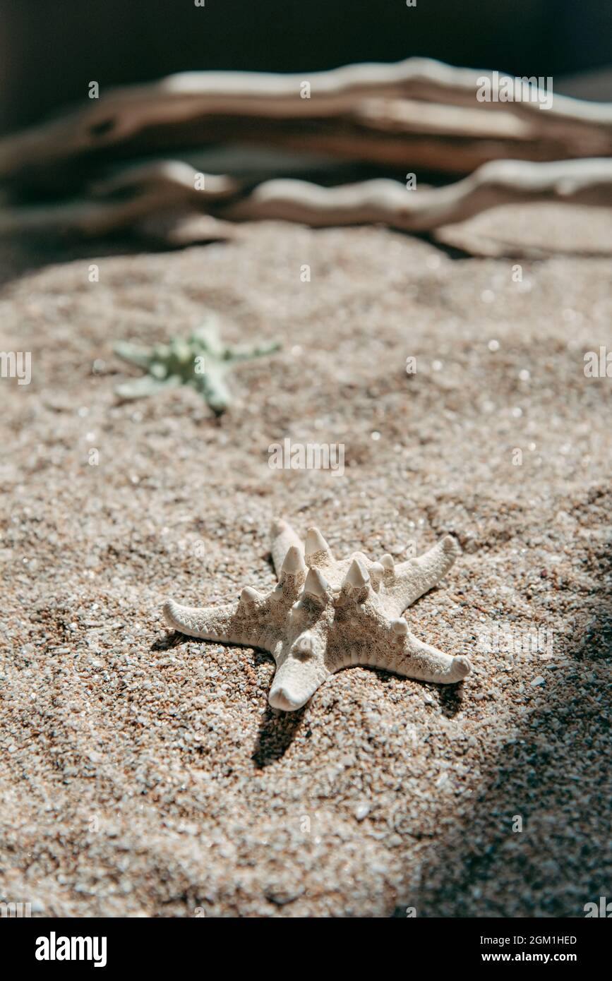 Two starfishes on a sea sand background. Stock Photo