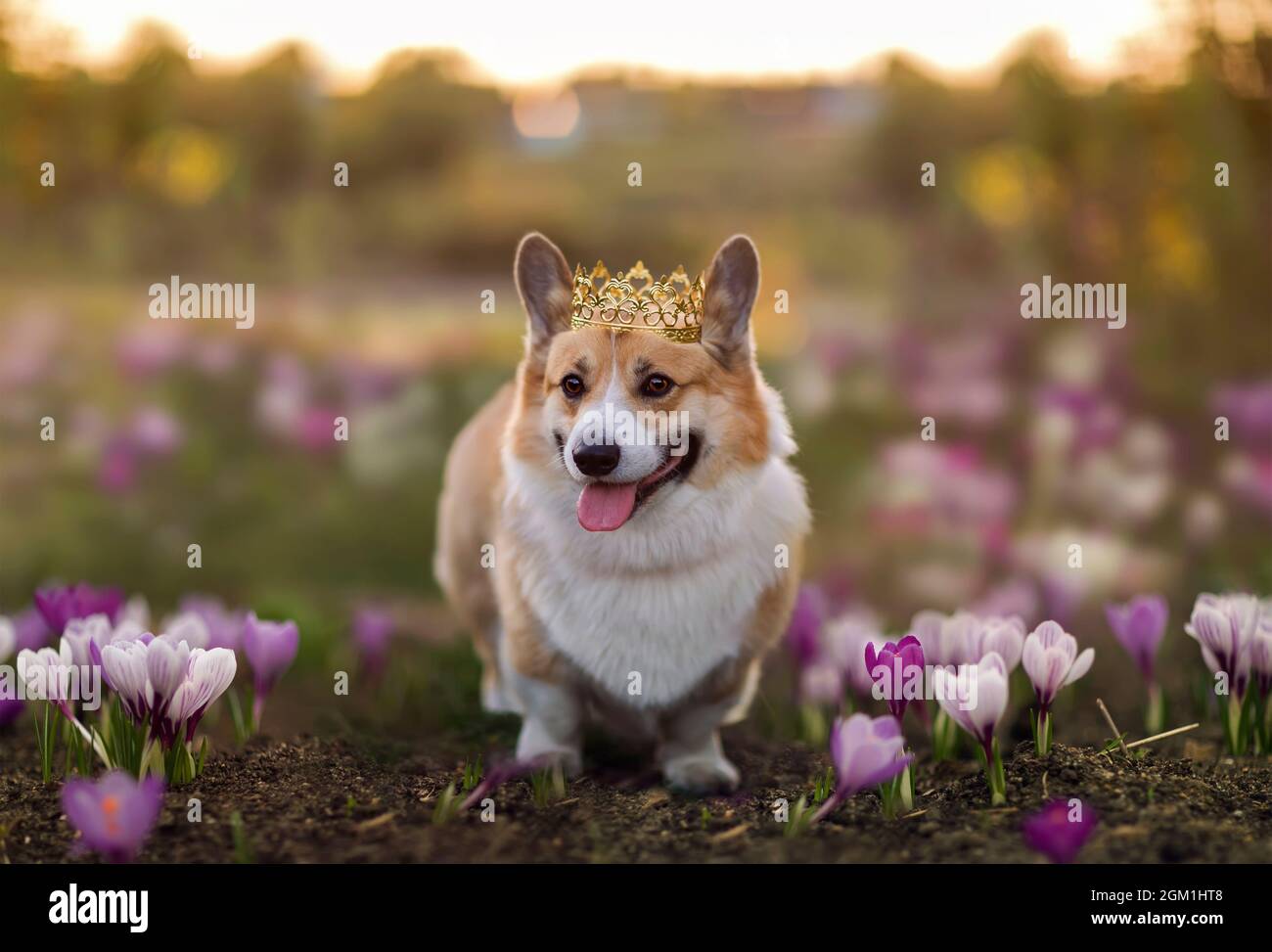 Spring corgi hotsell