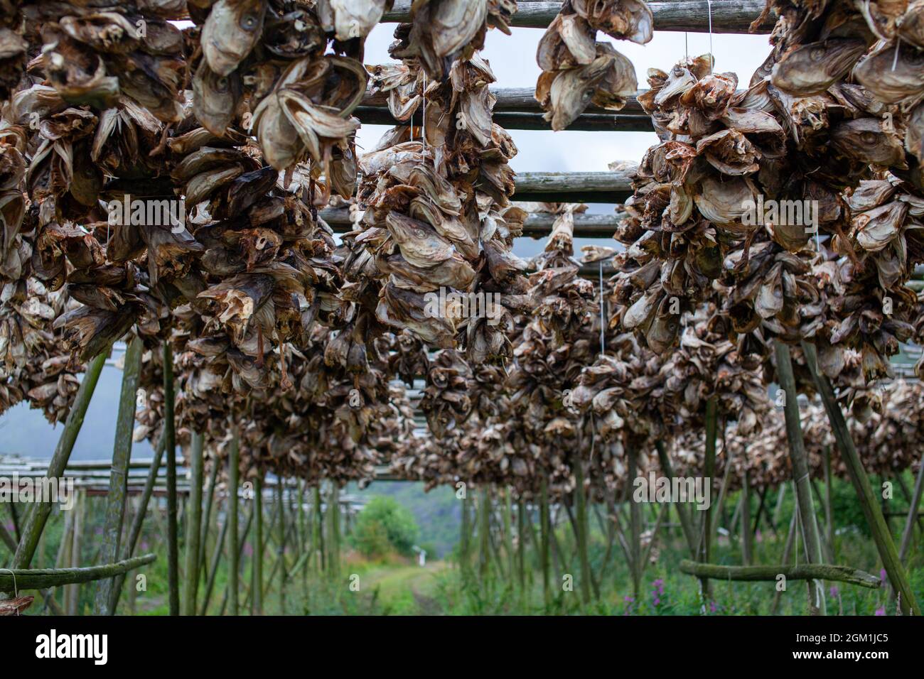 Dry-fish hanging to dry on Røst in Lofoten Norway. Norwegian culture. Stock Photo