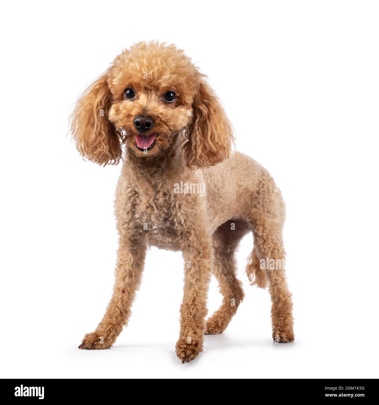 Adorable young adult apricot brown toy or miniature poodle. Recently groomed. Standing facing camera with mouth open showing tongue. Isolated on a whi Stock Photo