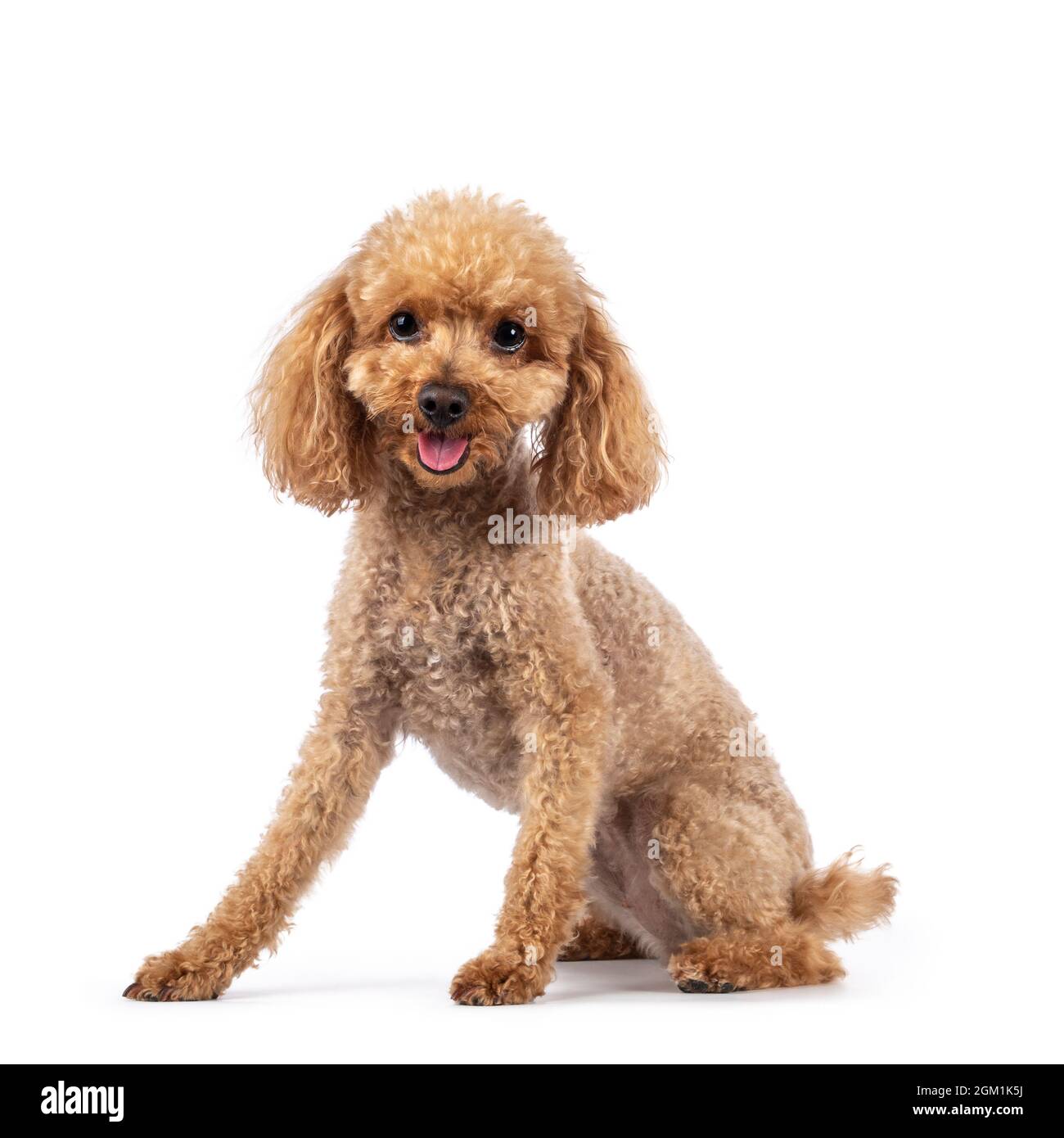 Adorable young adult apricot brown toy or miniature poodle. Recently groomed. Sitting side ways facing camera with mouth open showing tongue. Isolated Stock Photo