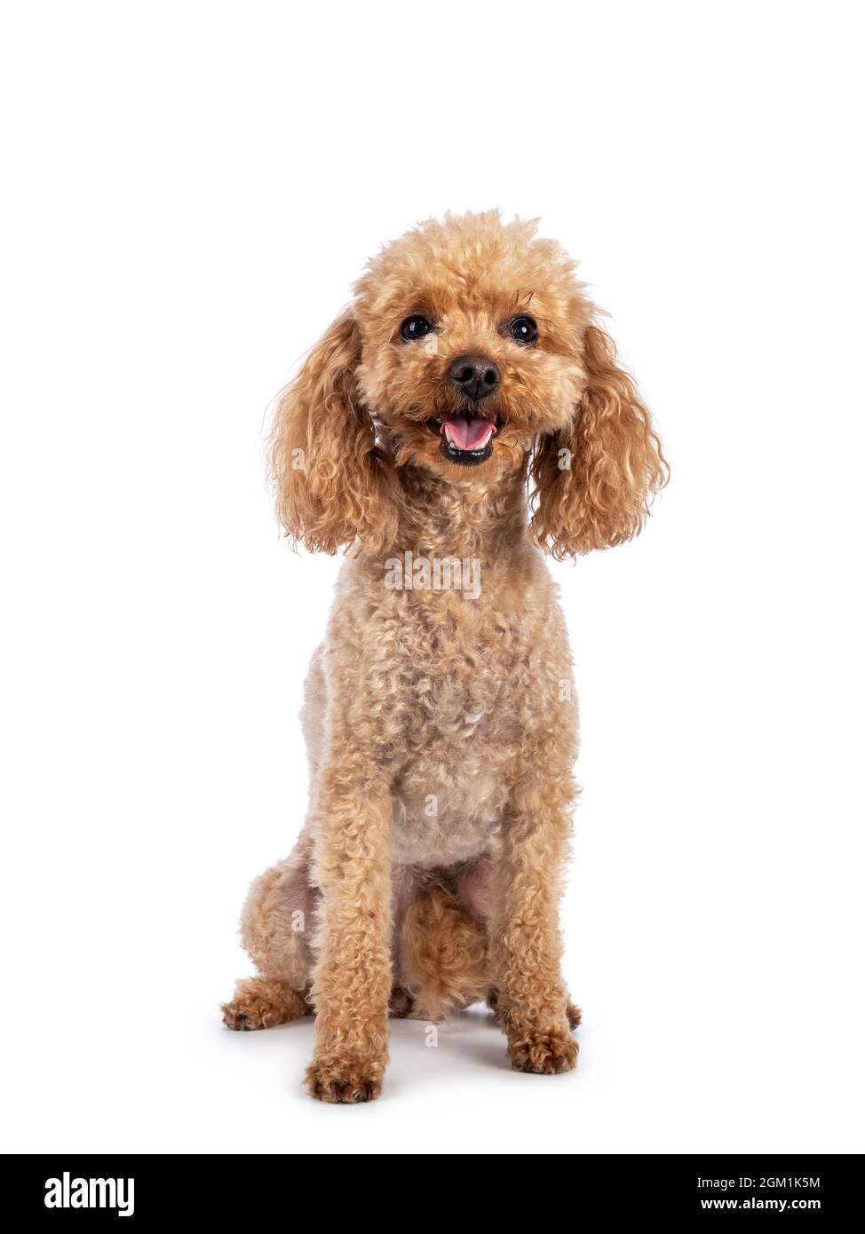 Adorable young adult apricot brown toy or miniature poodle. Recently groomed. Sitting  facing camera with mouth open showing tongue. Isolated on a whi Stock Photo