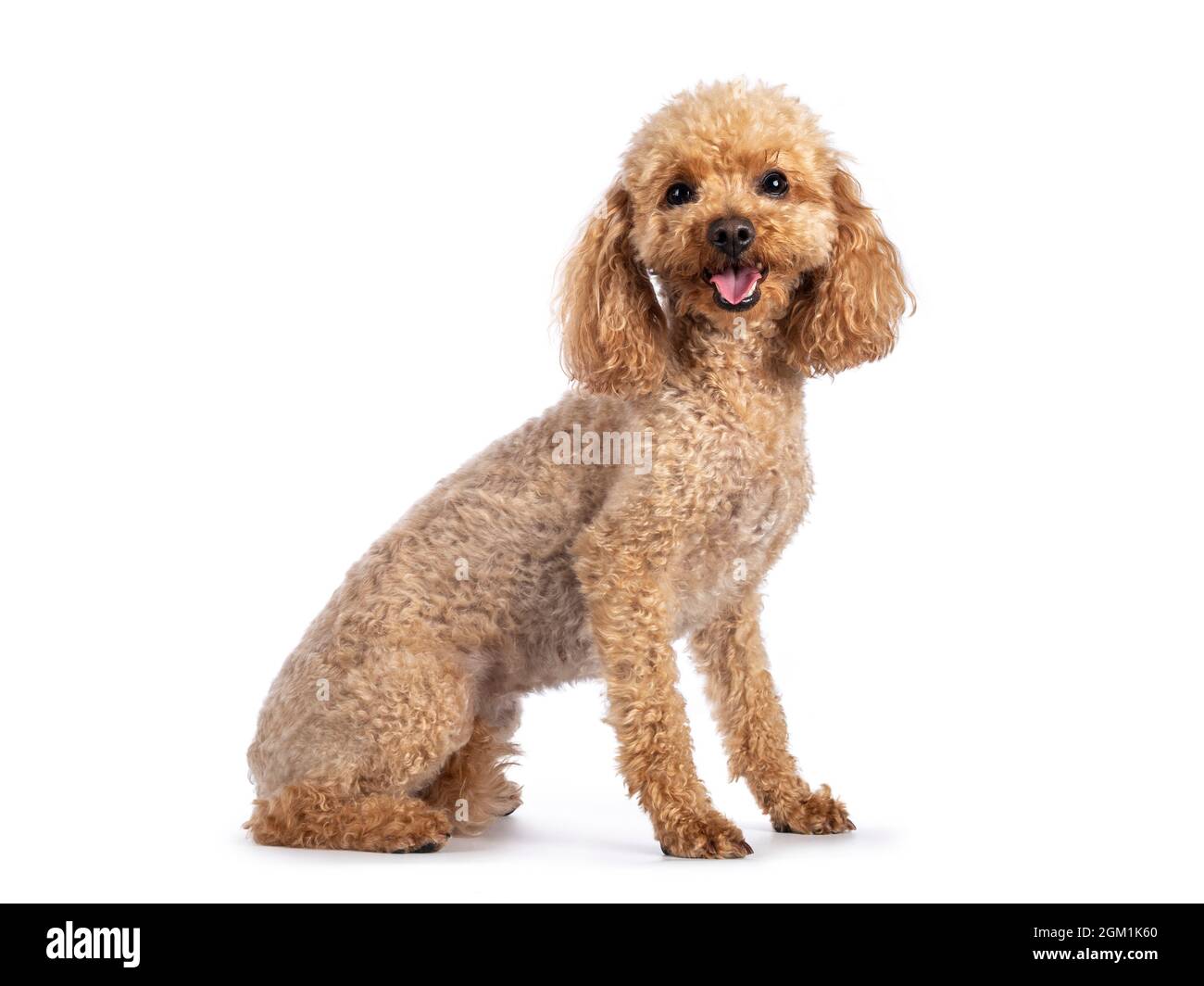 Adorable young adult apricot brown toy or miniature poodle. Recently groomed. Sitting side ways facing camera with mouth open showing tongue. Isolated Stock Photo
