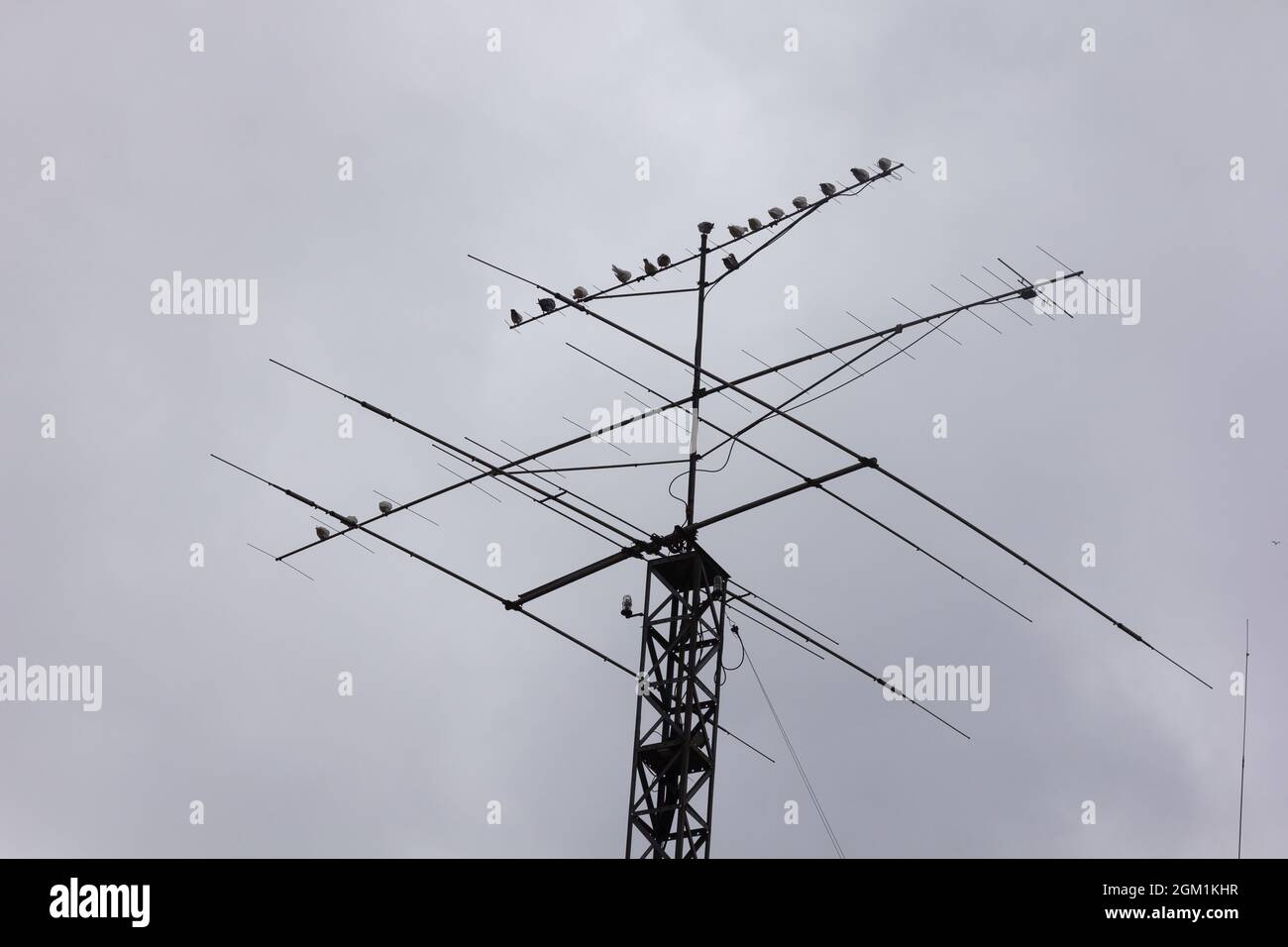 Television antenna with birds, analog television signal reception