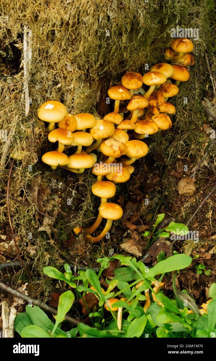 A familiar yellow fungus found in dense and sometimes spectacular clumps on dead wood. The Sulphur Tuft is widespread and common in mixed woodlands Stock Photo