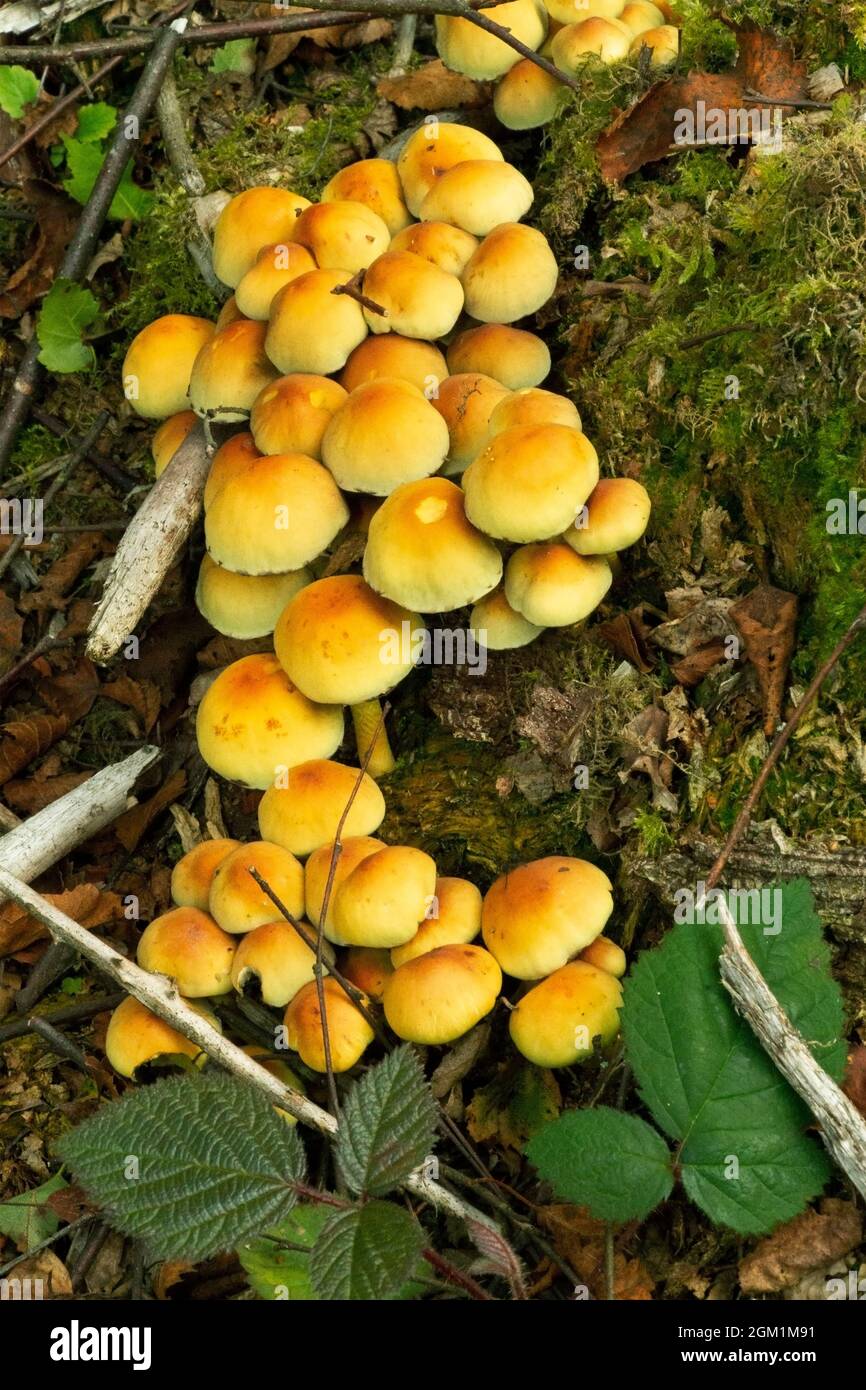 A familiar yellow fungus found in dense and sometimes spectacular clumps on dead wood. The Sulphur Tuft is widespread and common in mixed woodlands Stock Photo