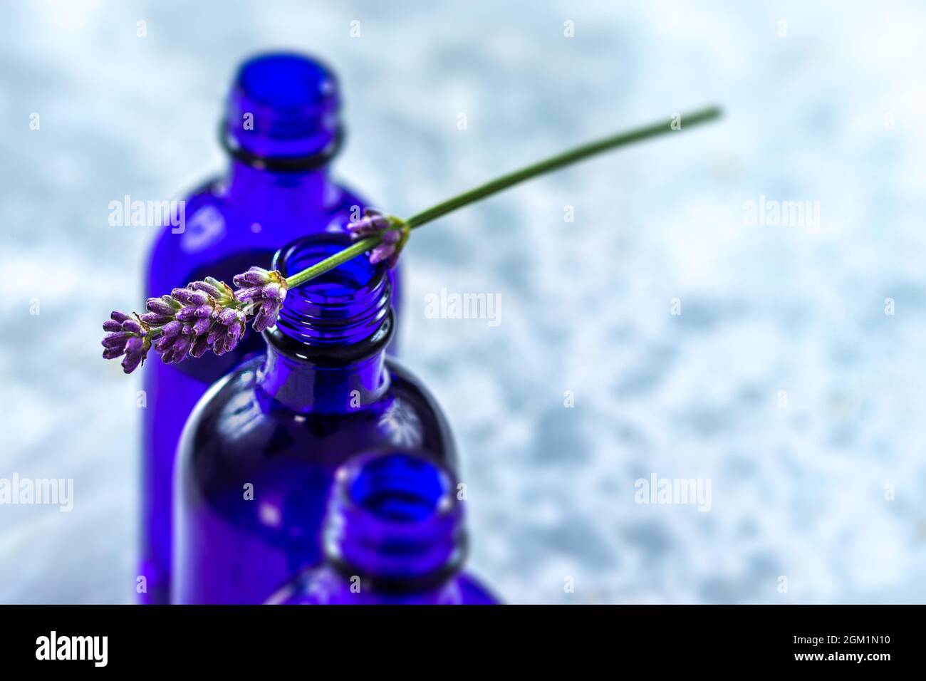 Essential oil and lavender flowers on top of blue bottle. Stock Photo