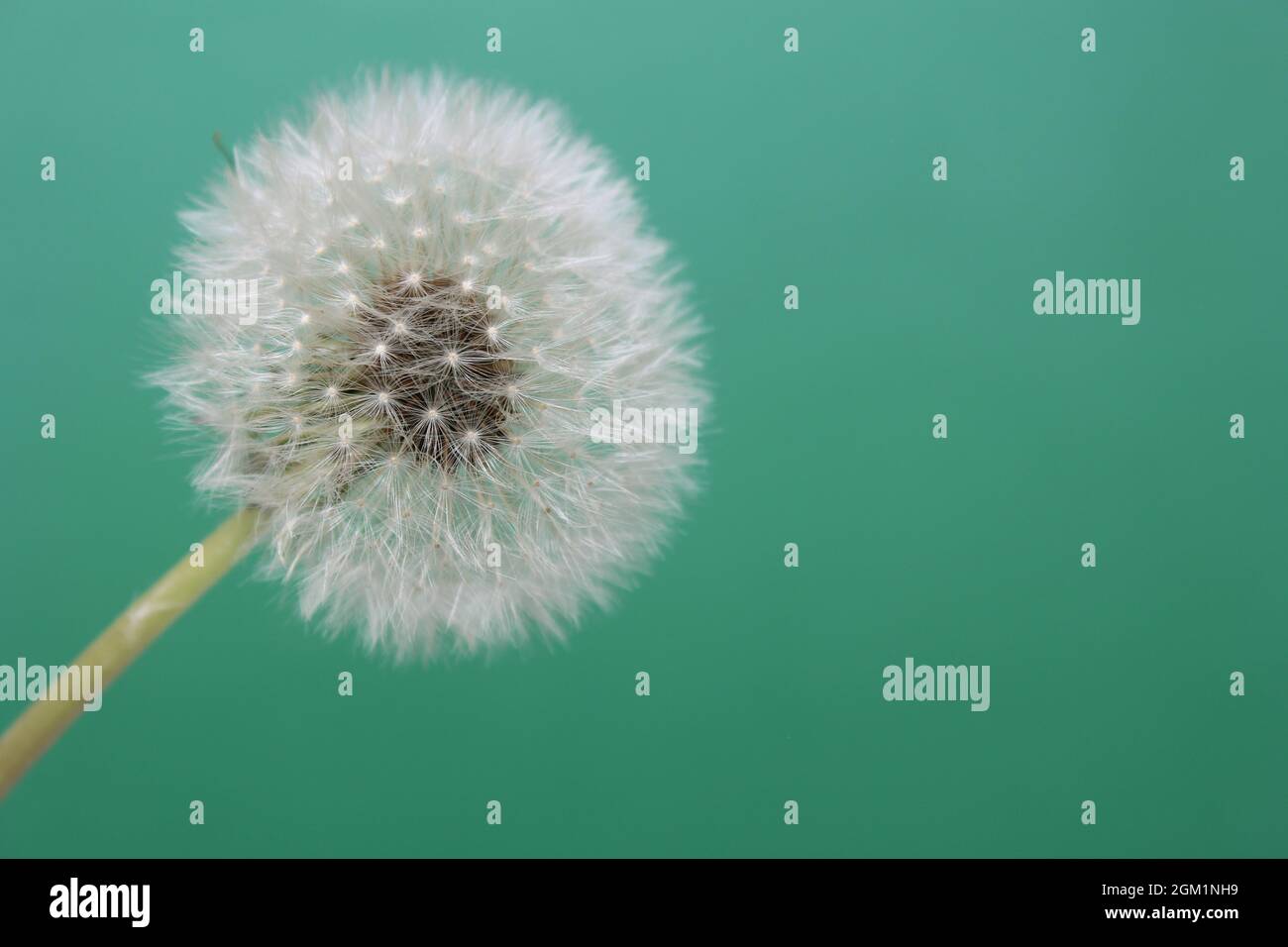 Dandelion Flower Seed Head on Colorful Background Stock Photo