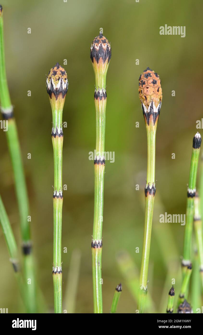 Variegated Horsetail - Equisetum variegatum Stock Photo - Alamy
