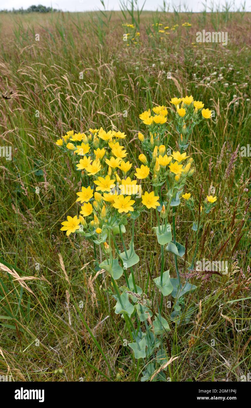 Yellow-wort - Blackstonia perfoliata Stock Photo