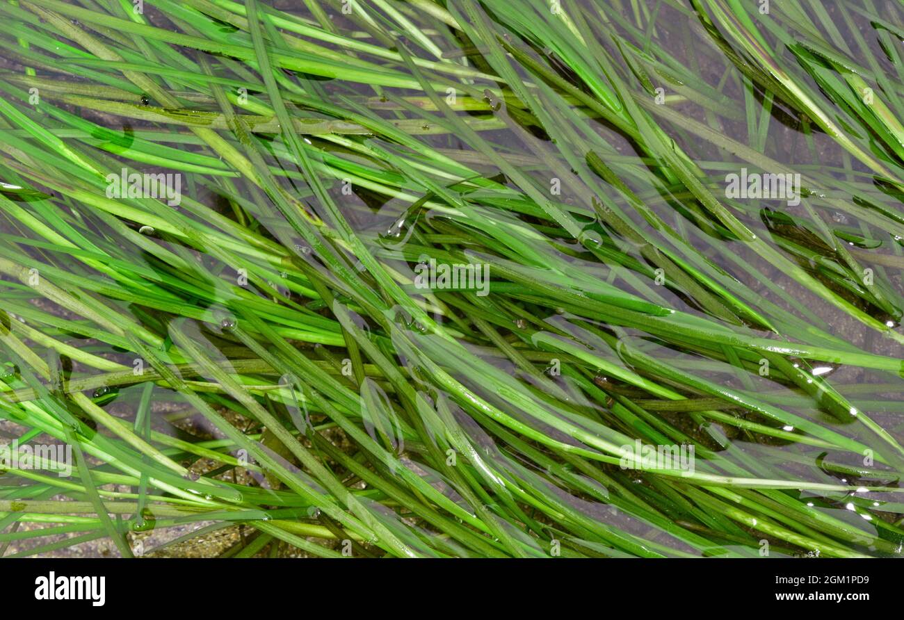 Dwarf Eel-grass - Zostera noltei Stock Photo