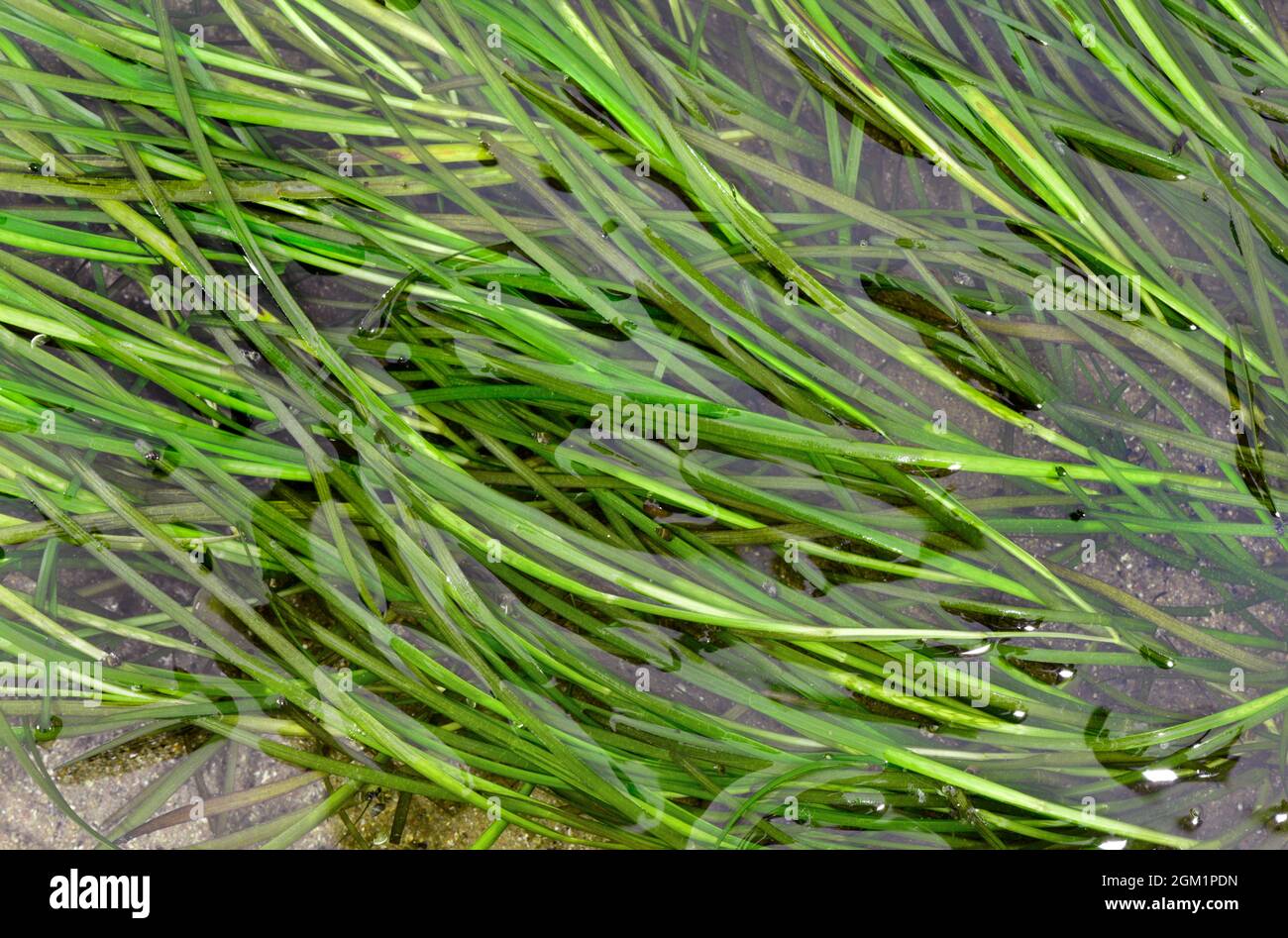 Dwarf Eel-grass - Zostera noltei Stock Photo
