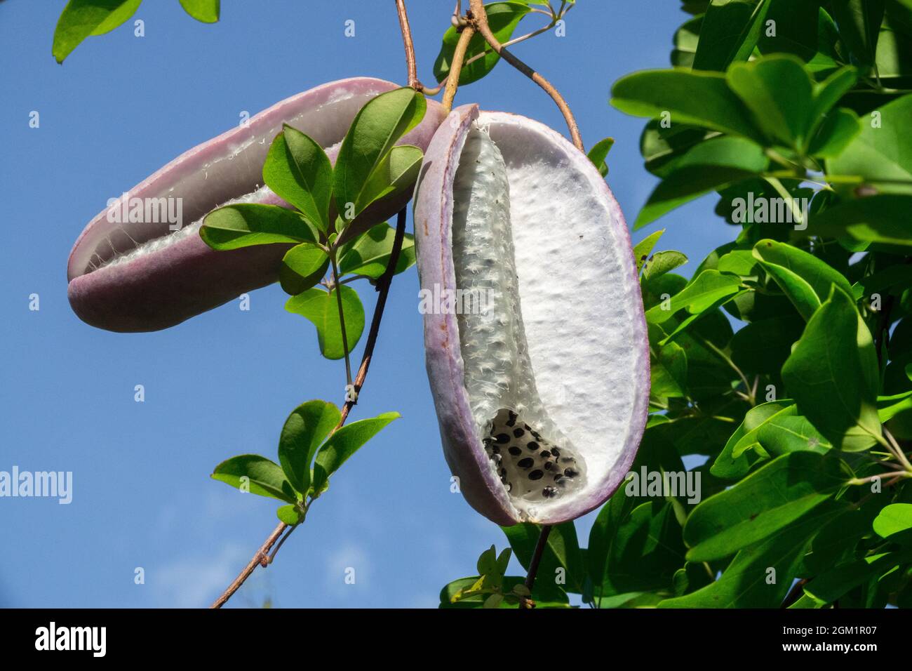 Akebia quinata seeds fruits in pods Chocolate vine blue sky Stock Photo
