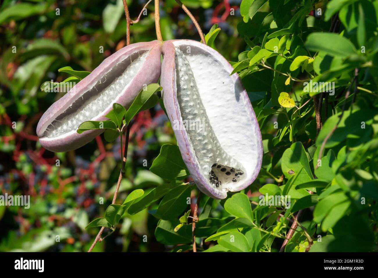 Garden climber seeds hanging popping pods Akebia quinata Stock Photo