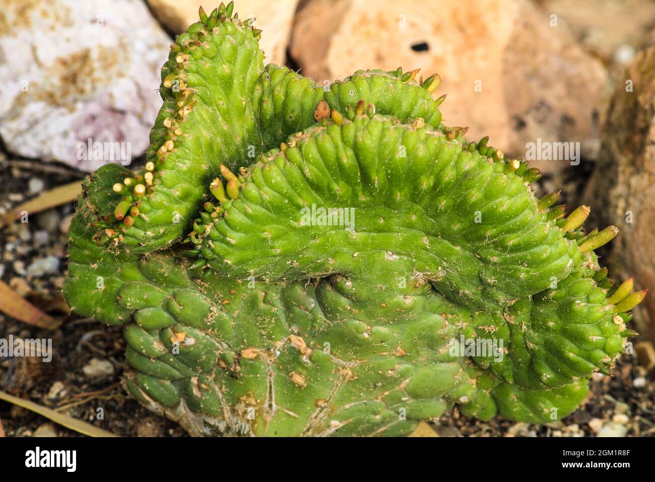 Cereus Repandus plant in the garden under the sun in Spain Stock Photo