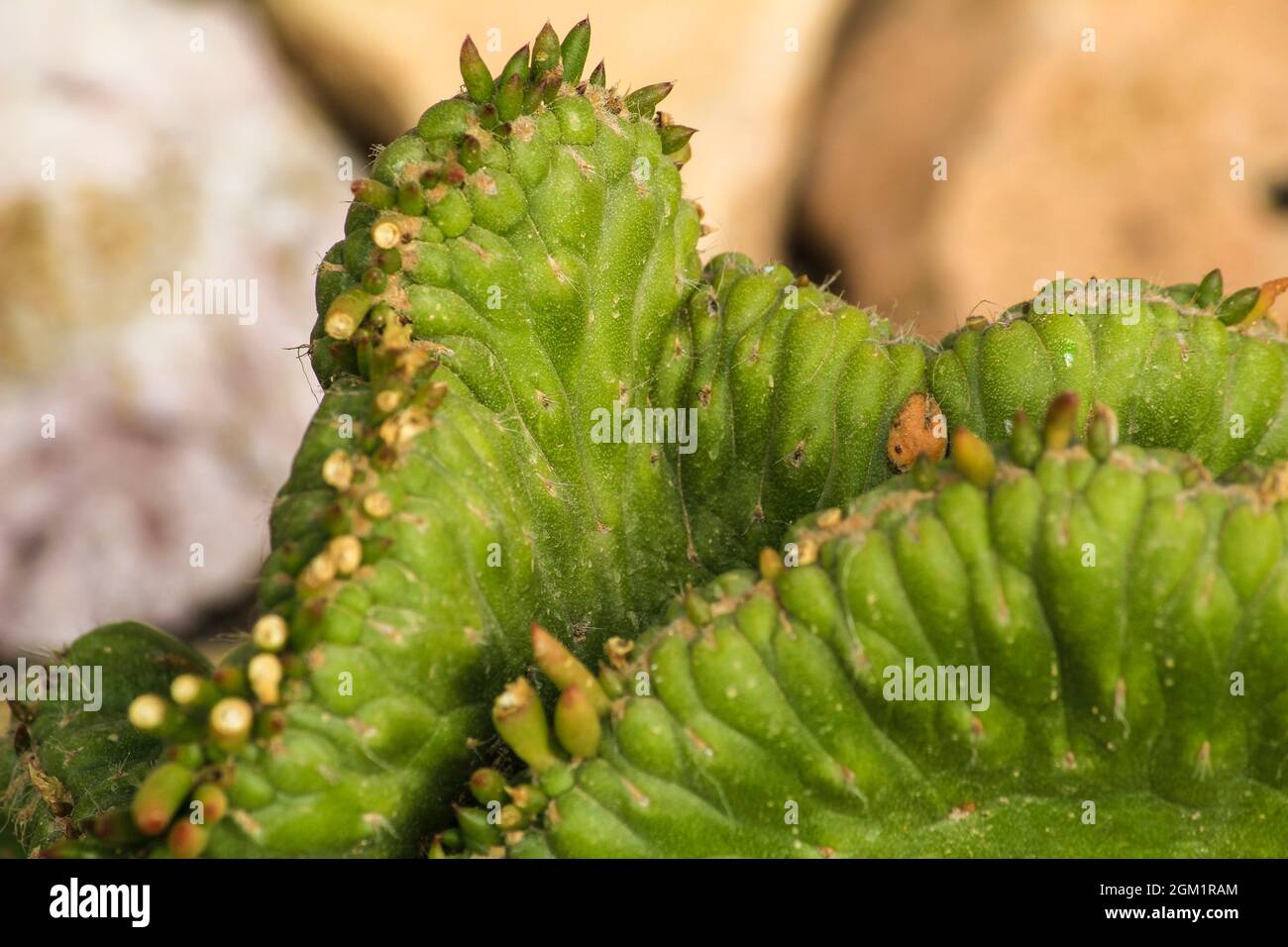 Cereus Repandus plant in the garden under the sun in Spain Stock Photo