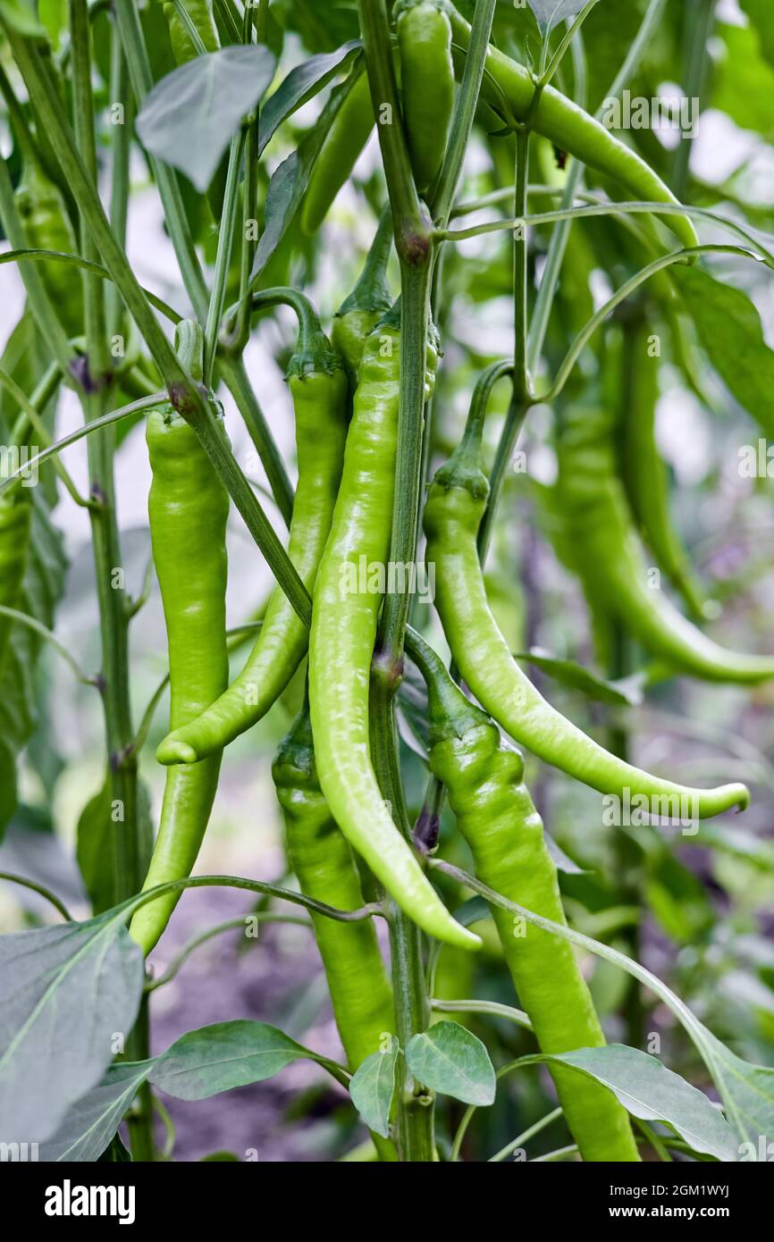 Green chili peppers growing on bushes in the vegetable garden. Close-up ...