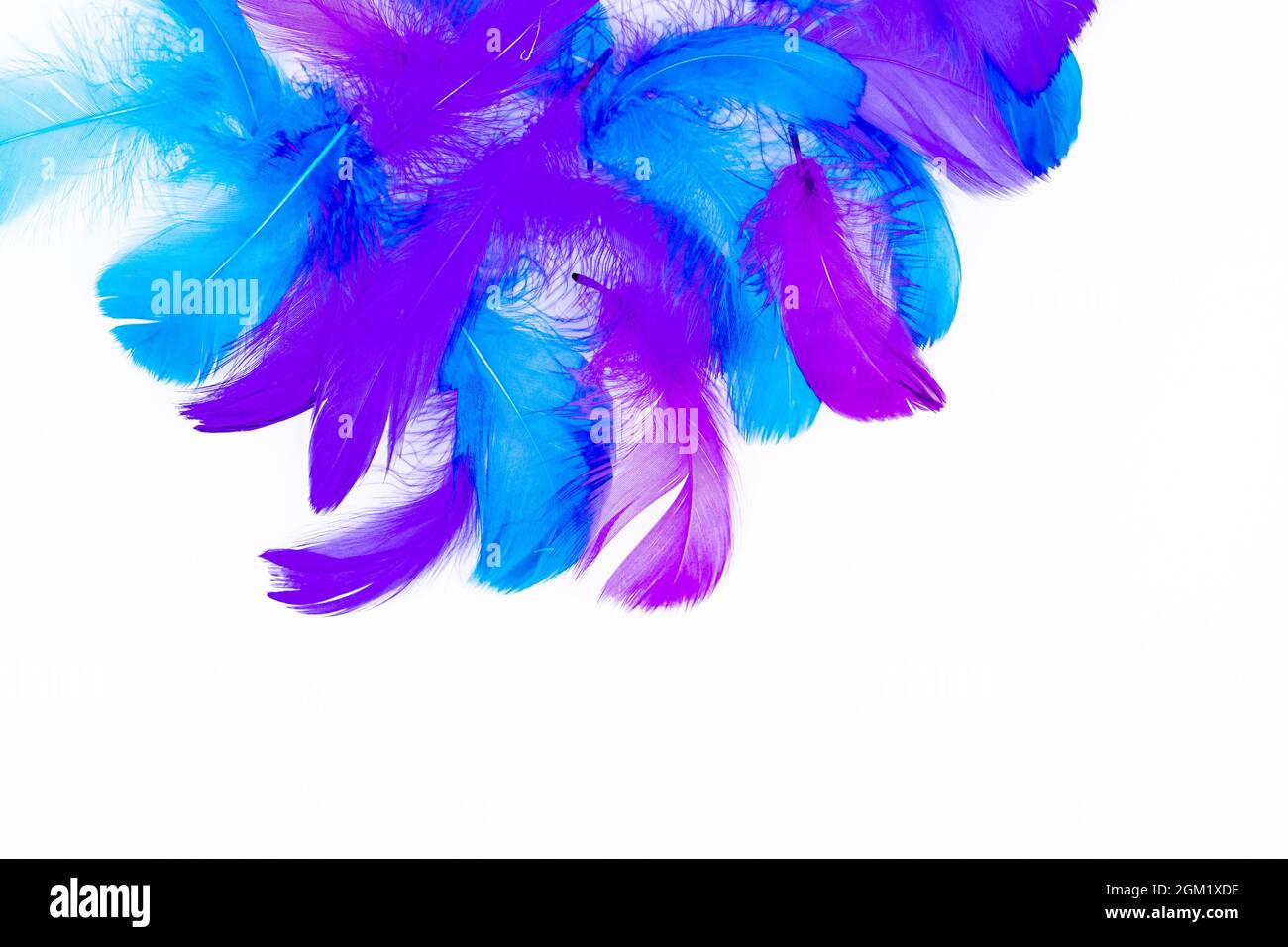 Feather background - small fluffy blue feathers randomly scattered on white table Stock Photo