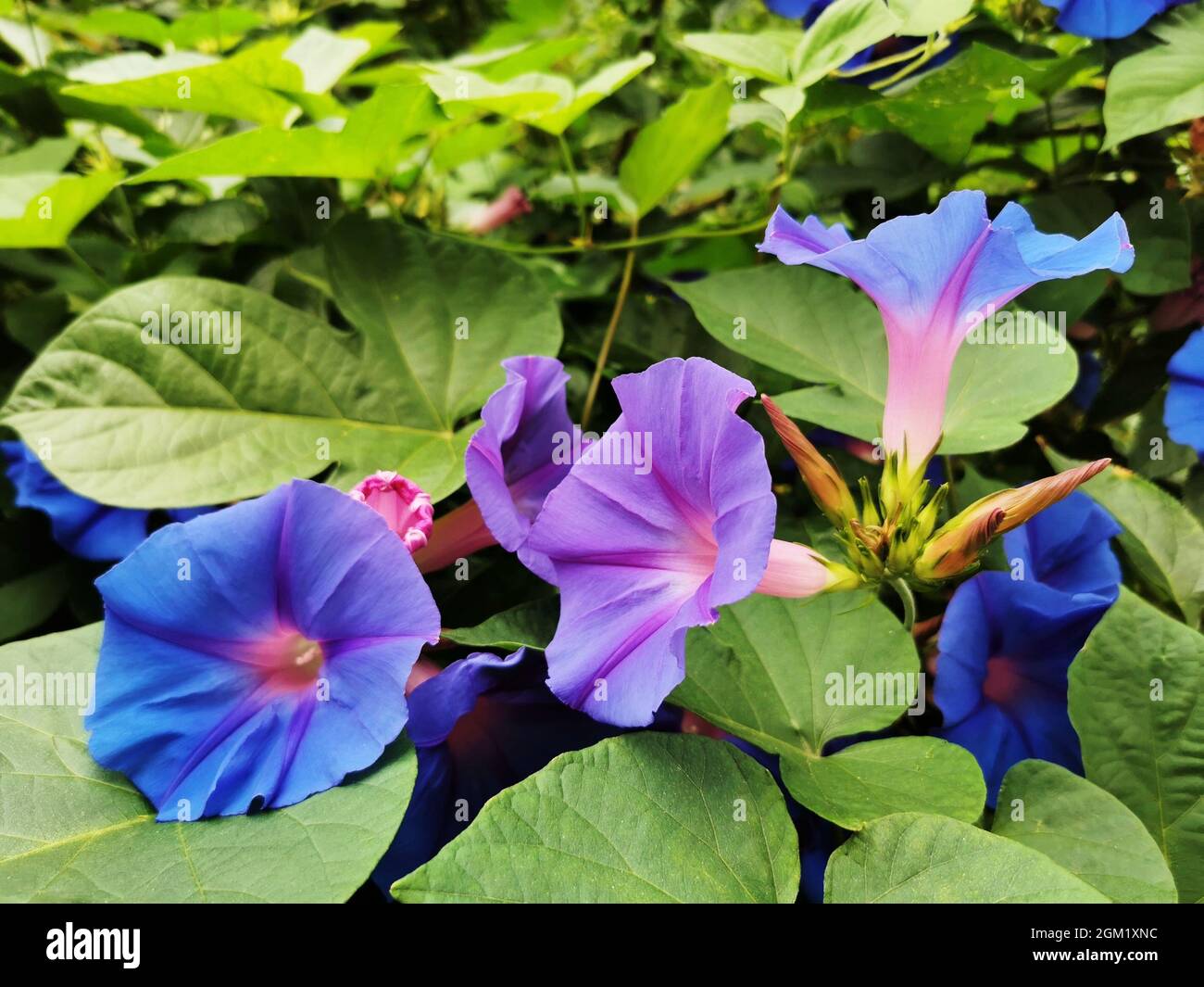 Closeup shot of purple flowers in a garden Stock Photo - Alamy