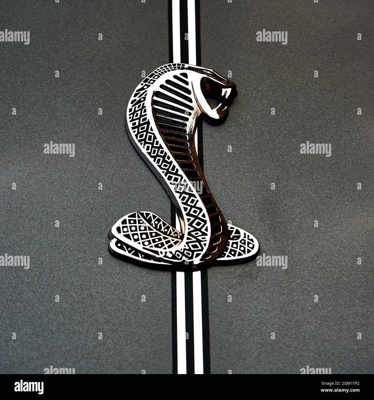 Ford Cobra logo of a snake raising its head to bite, emblem on the paint of the American sports car in Schöningen, Germany, September 12, 2021 Stock Photo