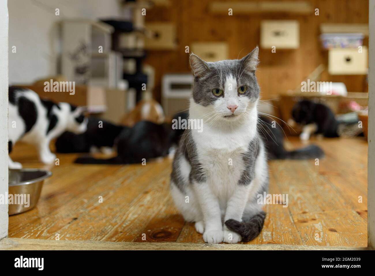 Cat for adoption portrait in animal shelter Stock Photo Alamy
