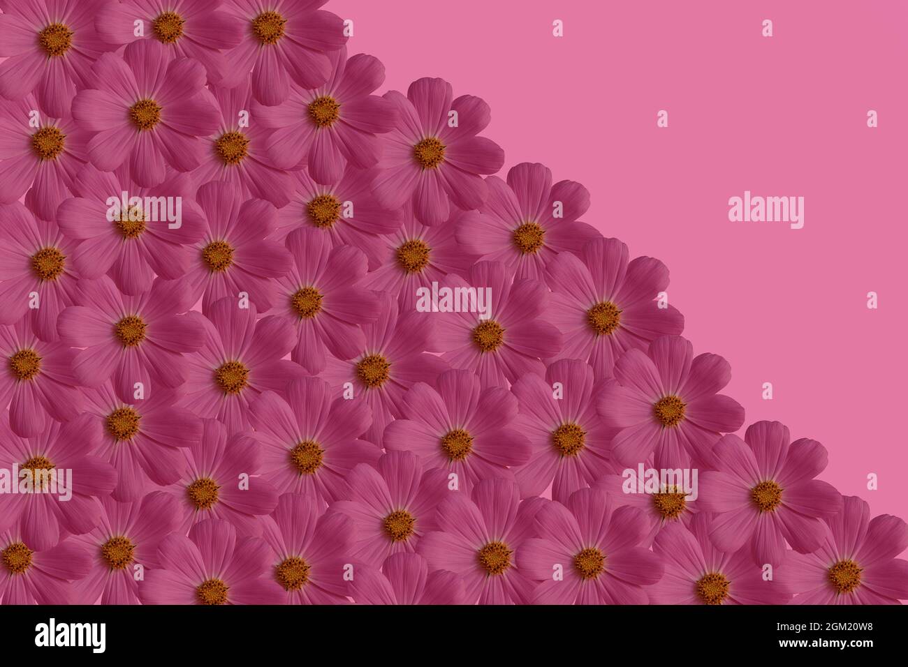 Spring pink flowers backgrounds hi-res stock photography and images - Alamy