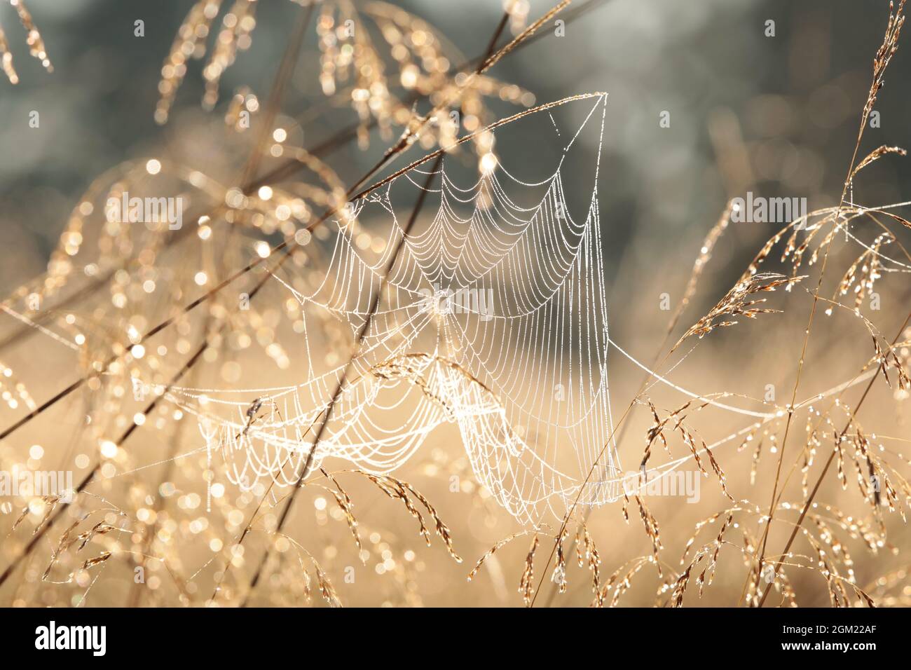 Spider web on a meadow during sunrise Stock Photo
