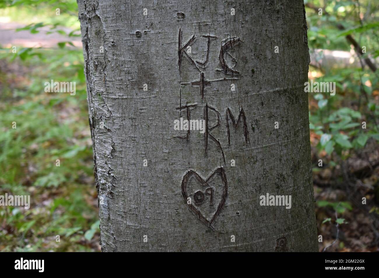 Initials and heart carved into tree creating human eyesore Stock Photo