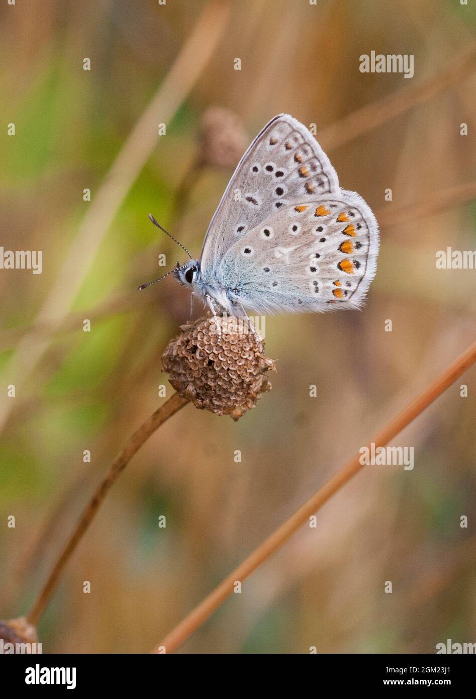 COMMON BLUE butterfly Polyommatus Icarus Stock Photo