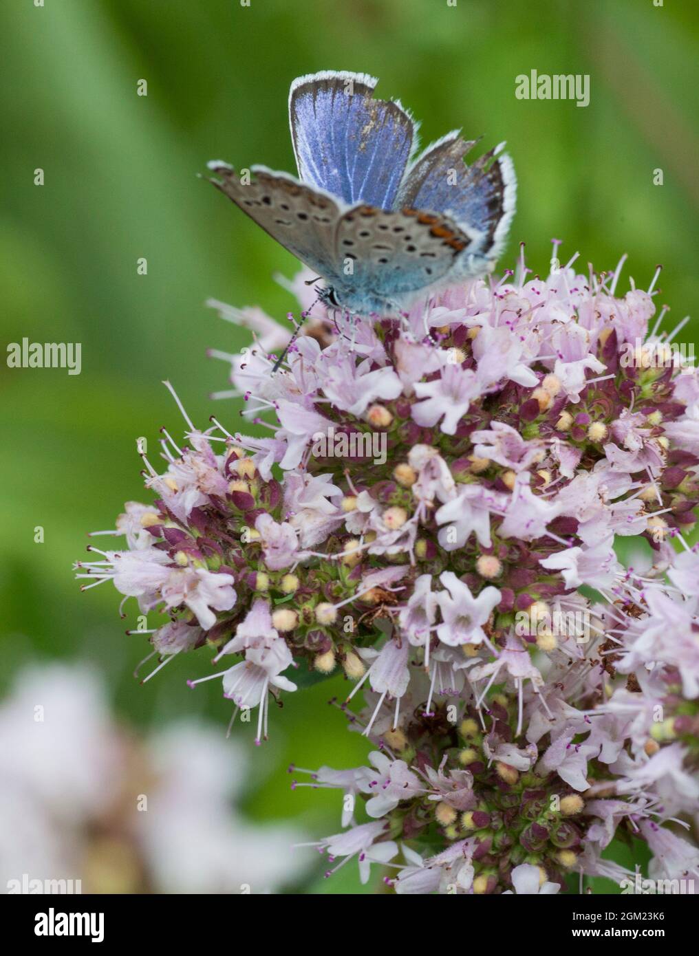 COMMON BLUE butterfly Polyommatus Icarus with damaged wings on oregano flower Stock Photo