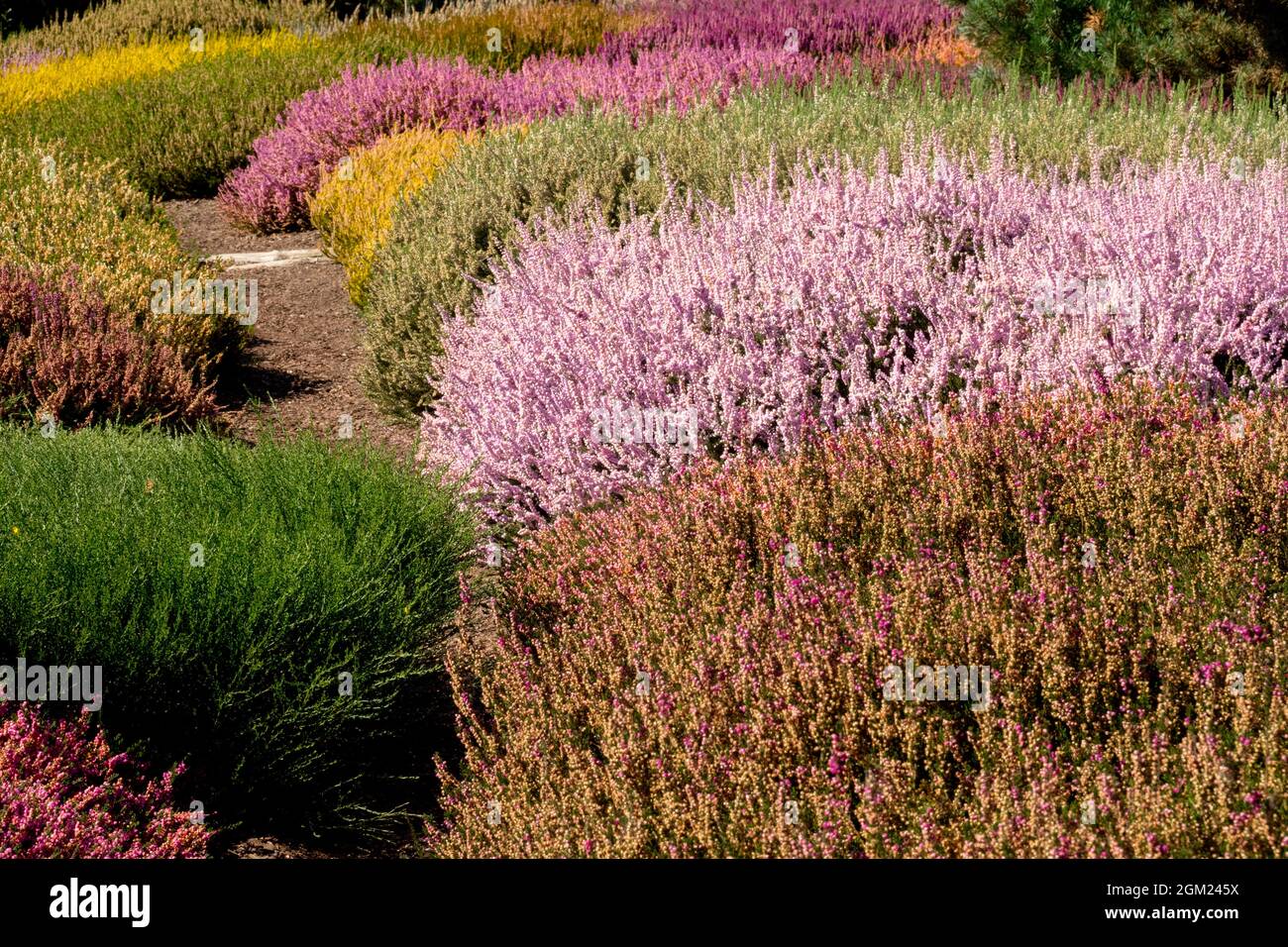 Beautiful autumn garden heather in different colors Calluna vulgaris Callunas Stock Photo