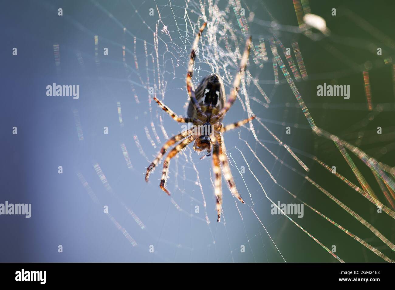 Selective focus shot of a spider on its web Stock Photo